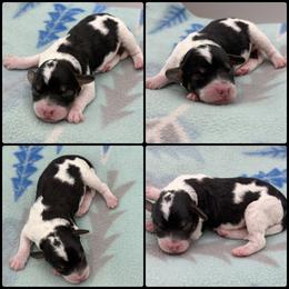 Boy 1 - Parti male Poodle puppy in Wheatland, California from Sapphire Ridge Poodles