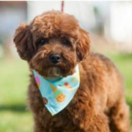 Echo - Goldendoodle