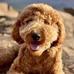 Bernedoodles, Goldendoodles, Poodles, and Sheepadoodles from Dapper Doodle Pups