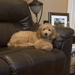 Goldendoodles from Moss Family Goldendoodles