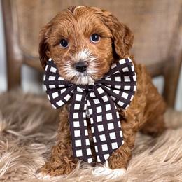 Mort - Red male Australian Labradoodle puppy in Decatur, Alabama from Southern Meadows Doodles