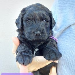 Goldendoodle and Poodle Puppies from Golden State Good Dogs