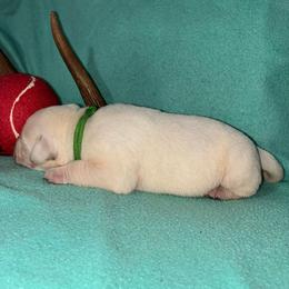 Girl 1 - Yellow female Labrador Retriever puppy in Arlington, Washington from Stout's Hunting Labs and trsbullies