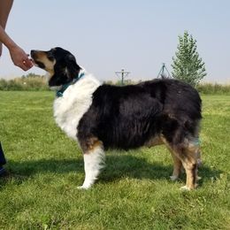 Lenore - Australian Shepherd