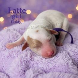 Latte PURPLE COLLAR girl 3500 - Parti female Goldendoodle puppy in Corona, California from Fluffy Puppy Mini Doodles LLC