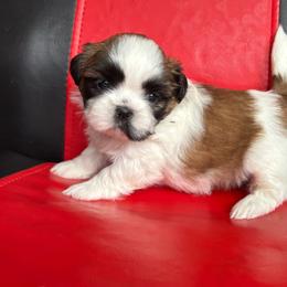 Coco - Tricolor female Shih Tzu puppy in Weeki Wachee, Florida from Svitlana Geist