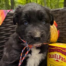 Burrito - Black tri-color male Australian Shepherd puppy in Tuftonboro, New Hampshire from Aussies Edge Farm