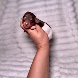 River - Piebald male Dachshund puppy in Ceres, California from Rockin' M’s LilBitty Dachshunds (LBD)