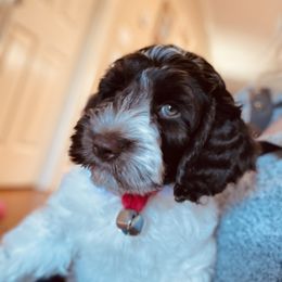 Boy 3 - Australian Labradoodle puppy in Dawson, Georgia from Still Pond Retrievers & Labradoodles
