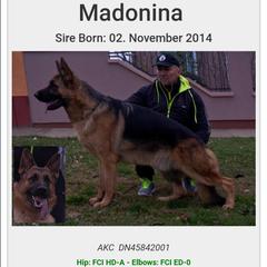 Shuman  - German Shepherd