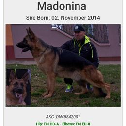 Shuman  - German Shepherd