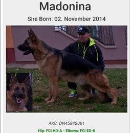 Shuman  - German Shepherd
