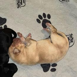 Boy 1 - Yellow male Labrador Retriever puppy in Sherman, Illinois from Prairie State Labs