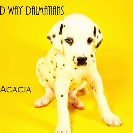 Girl 1 - White and black Dalmatian puppy in Austin, Texas from Spotted Way Dalmatians