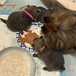 Pink - Wolf sable female Pomeranian puppy in Apollo Beach, Florida from Sherlock’s Poms