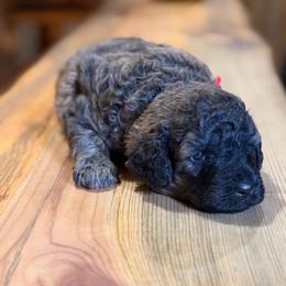 Ace - Chocolate male Goldendoodle puppy in El Dorado, Arkansas from Magnolia Mini Doodles