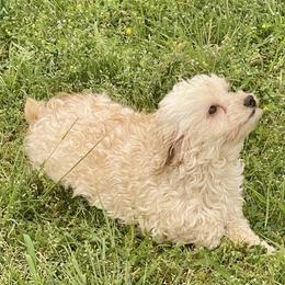 Tyler - Maltipoo