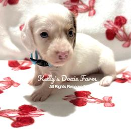 Isabella and Tan Dapple Piebald Male Longhair Blue Collar - Fawn (isabella) and tan male Dachshund puppy in Cleveland, Tennessee from Kelly's Doxie Farm