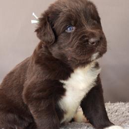 Girl 1 - Brown female Newfoundland puppy in Dalton, Ohio from Newfforu
