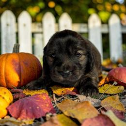 Archie - Brindle male Dachshund puppy in Cinebar, Washington from Pure Joy Labradors and Mini Dachshunds