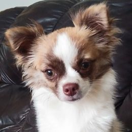 Vinnia - Chihuahua