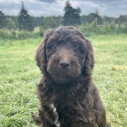 Double Doodles, Labradoodles, and Poodles from ETX Labracadabra Labradoodles