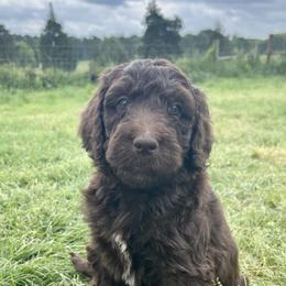 Double Doodles, Labradoodles, and Poodles from ETX Labracadabra Labradoodles