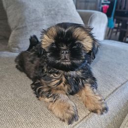 Shih Tzu Puppies from Duggers Shih Tzu