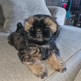 Shih Tzu Puppies from Duggers Shih Tzu