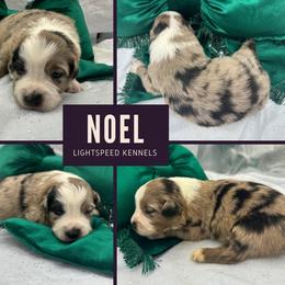 Noel - Blue merle female Australian Shepherd puppy in Lexington, South Carolina from Lightspeed Kennels