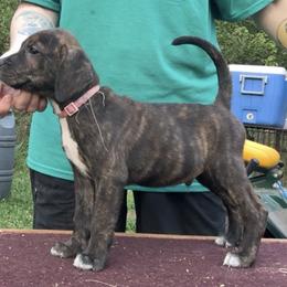 Brindle M - Brindle male Mountain Cur puppy in Georgetown, Ohio from Walnut Ridge Mountain Curs