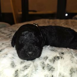 Ferrari - Black male Goldendoodle puppy in Sanderson, Florida from Serenity Goldendoodles