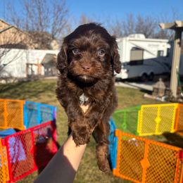 Donner - Chocolate male Cavapoo puppy in Herriman, Utah from Gypsi Doodles & Poodles LLC.