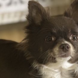 Cookie - Chihuahua