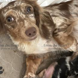 Smuckies - Dachshund