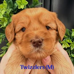 Twizzlers - Caramel male Australian Labradoodle puppy in Silver Spring, Maryland from Potomac Australian Labradoodles