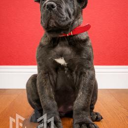 Molosser (Bully x) Puppies from Monumental Mastiffs