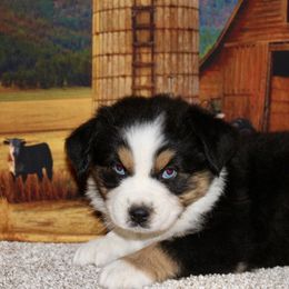 Maisie - Black tri female Miniature Australian Shepherd puppy in Ronan, Montana from Dirt Road Aussie’s of Montana