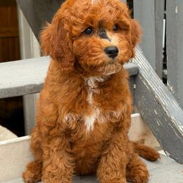 Nora - Red  female Goldendoodle puppy in South Jordan, Utah from Wasatch Pup