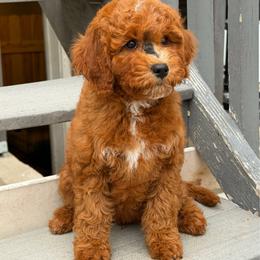Nora - Red  female Goldendoodle puppy in South Jordan, Utah from Wasatch Pup