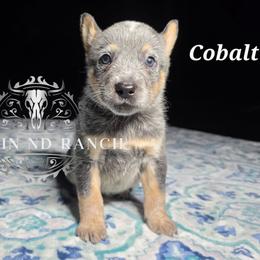 Cobalt - Blue male Australian Cattle Dog puppy in Silsbee, Texas from Rockin ND Ranch