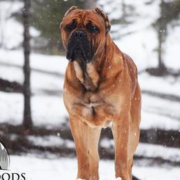 Heathen - Cane Corso