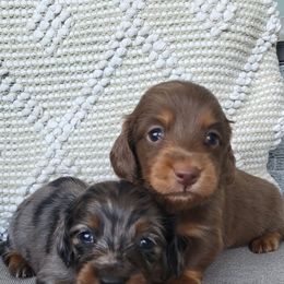 Chocolate boy - Chocolate and tan male Dachshund puppy in Ashford, Alabama from Circle City Dachshunds
