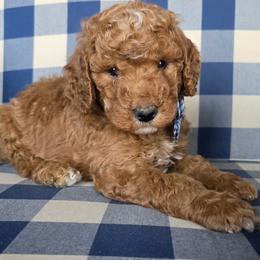 Parker - Red  male Goldendoodle puppy in Galt, Missouri from Only Doodles!