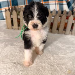 Storm - Black and white female Bernedoodle puppy in Luana, Iowa from Country View Bernedoodles and Goldendoodles