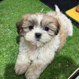 Luna - Tricolor female Shih Tzu puppy in Bourne, Massachusetts from Shih Tzu Pups