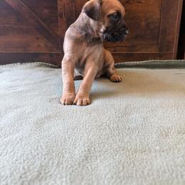 Cane Corso Puppies from Cowan Farms