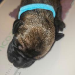 Jack - Fawn male Great Dane puppy in New York from Port Bay Danes