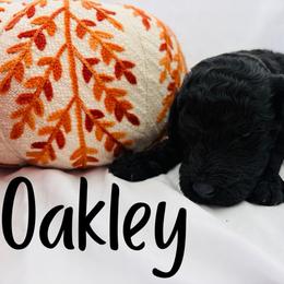 Oakley - Black male Goldendoodle puppy in Cedartown, Georgia from Loyal Doodles