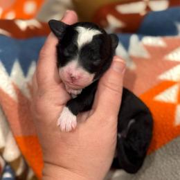 Ariel - Black and white female Sheepadoodle puppy in Wharton, Texas from Little Fur Friends